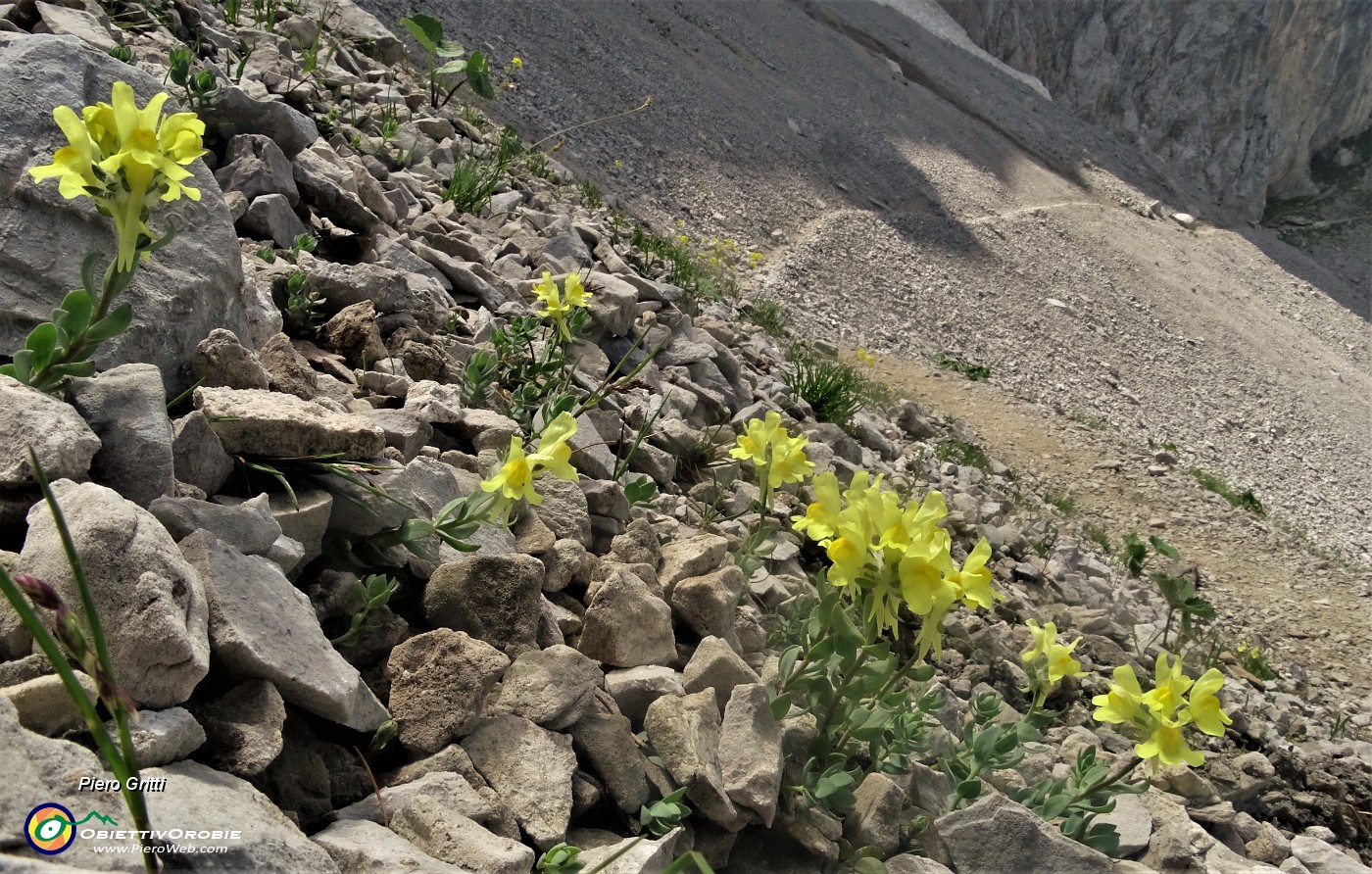 44 Linaria bergamasca (Linaria tonzigii) tra i macereti del Mandrone.JPG